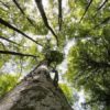 Testo unico forestale: «Perché è importante e urgente la sua approvazione»