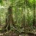 Foreste in crescita in Italia, quasi 11 milioni di ettari