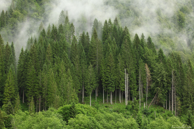 Grazie alle foreste l’Italia risparmia quasi 500 milioni di euro