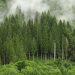 Grazie alle foreste l’Italia risparmia quasi 500 milioni di euro
