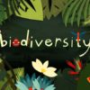 Perché sulla Terra c’è così tanta biodiversità? La risposta è sulle montagne